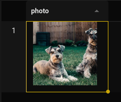 An example of a photo being shown in Beekeeper Studio